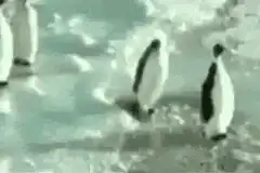 Penguin slips and falls on ice