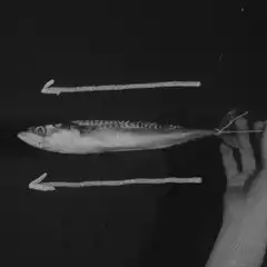 fish with arrows pointing left