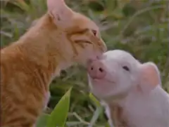 Cat licking piglet