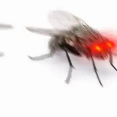 Fly with glowing red eyes