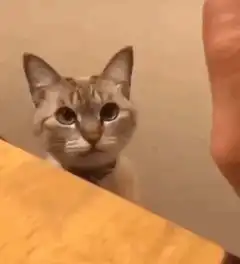 Cat slaps hand