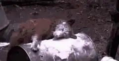 Bear cub playing on a barrel