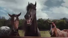 Three horses laughing together