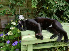 black cat sleeping on green bench