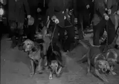 Historic mob with dogs and torches