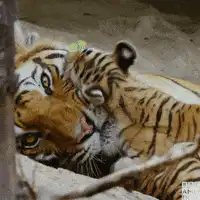 tiger cub cuddling with adult tiger