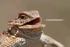bearded dragon laughing