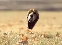beagle running in slow motion