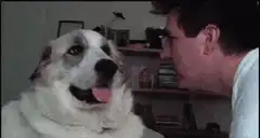 dog and man staring at each other