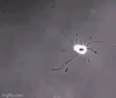 Neuron growing dendrites
