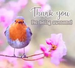 Robin bird thank you for being awesome