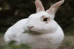 white rabbit eating grass