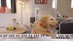 Golden Retriever plays piano with other dogs