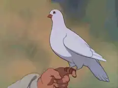 White dove on hand