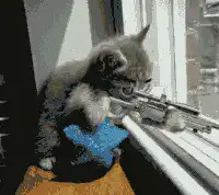 kitten with sniper rifle