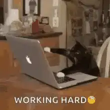 Cat typing on laptop working hard