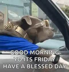 Good Morning Dog Friday