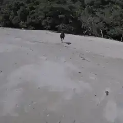Cassowary says hi then zap
