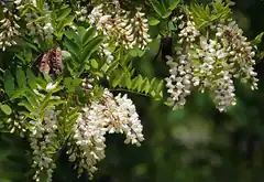white acacia flowers on tree branch