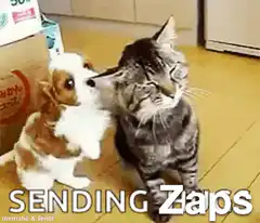 Puppy hugging cat sending zaps