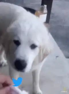 Dog gets struck by lightning
