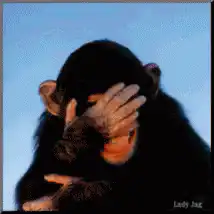 Chimpanzee covering eyes