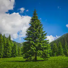 large pine tree in green meadow