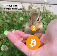 Chipmunk falling down the bitcoin rabbit hole