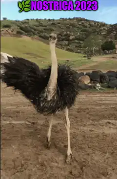 Ostrich fight with lightning bolts