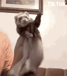 Ferret dancing on a person