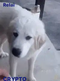 White dog eating crypto