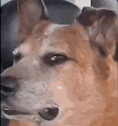 Dog in car with wide eyes and smiling