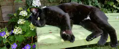 black cat sleeping on green bench