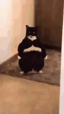 Cat with glowing red eyes and laser beams