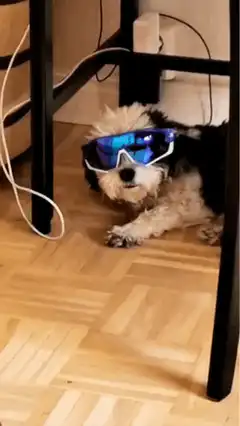 Dog wearing blue ski goggles