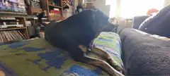 dog yawning on couch