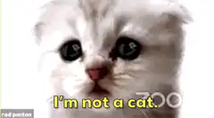 I'm not a cat kitten