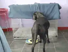 Dog hides under blanket in crate
