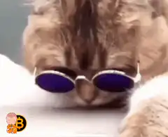 cat bitcoin sunglasses