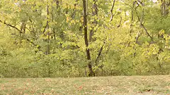 Woman doing a cartwheel in the woods