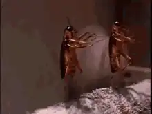 Cockroaches dancing on toilet