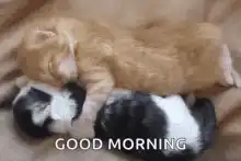 Orange kitten yawns over sleeping kittens
