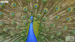 Peacock displaying feathers