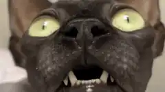 Black Sphynx Cat Making Funny Faces