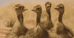 Ostrich chicks looking around