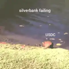 cat jumping out of water