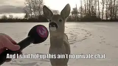 Deer with mustache being interviewed