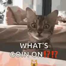 Cat looking confused with text What's goin on