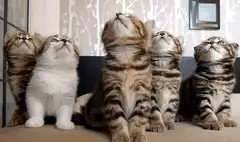 five kittens look up then down