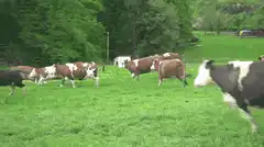 Cows running across a green pasture